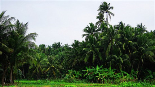 新饮料加盟费多少，新饮料加盟费多少合适